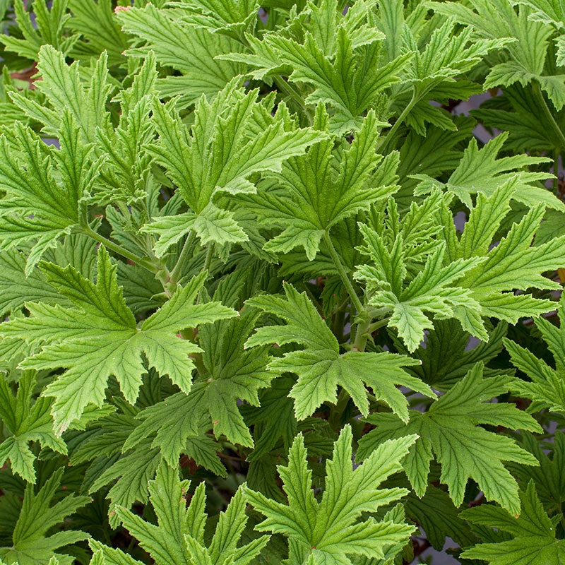 Geranium 'Mabel Grey' - S1