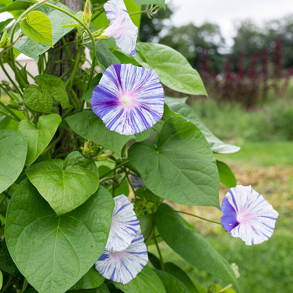 morning glory seeds toxic Morning Glory 'Venice Blue'
