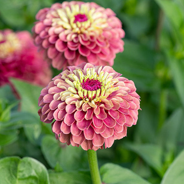Zinnia 'Queeny Red Lime'