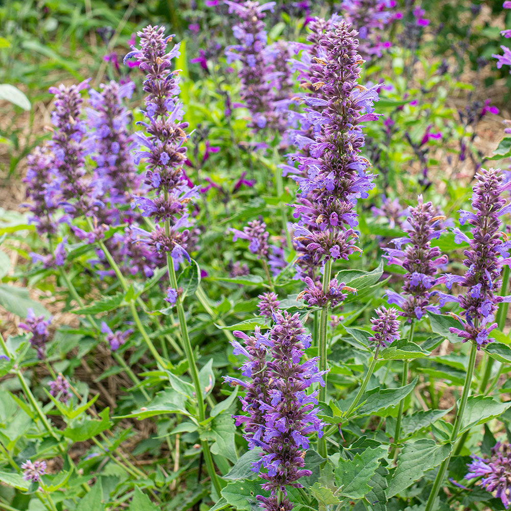Agastache 'Blue Boa' plants