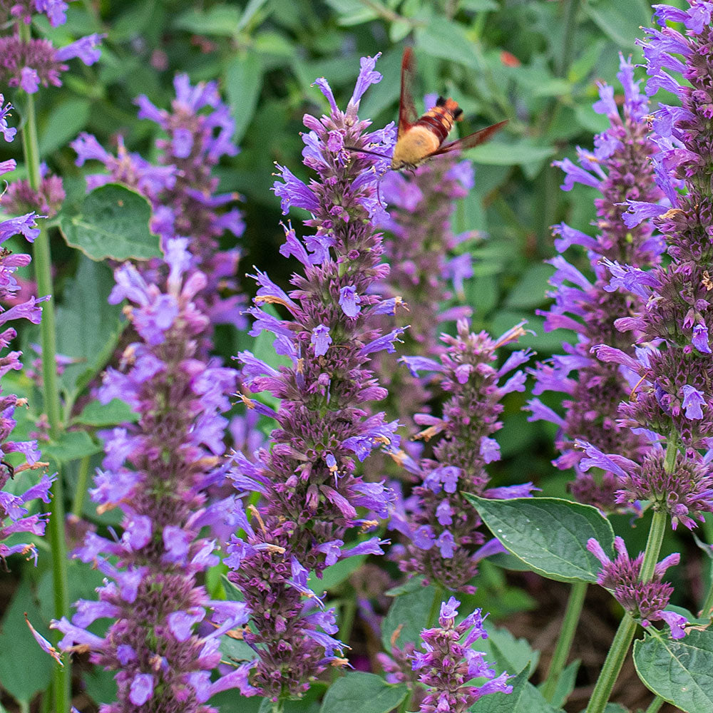 Agastache 'Blue Boa' plants