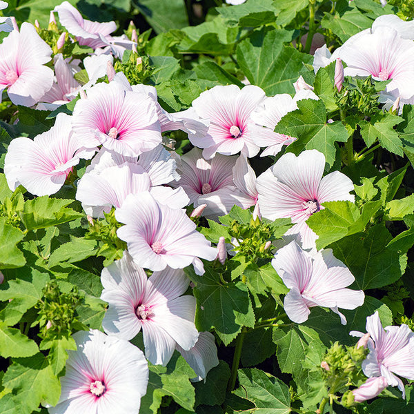 Lavatera 'Pink Blush'