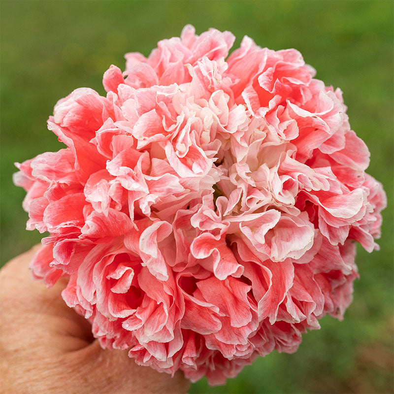 Poppy - Peony 'Frosted Salmon'