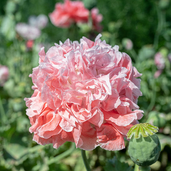 
    



Poppy - Peony 'Frosted Salmon'
