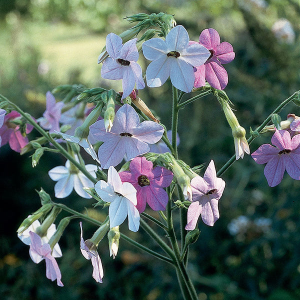 flowering tobacco plant Tobacco 'Bella' seeds flowering tobacco plant Tobacco 'Bella' seeds