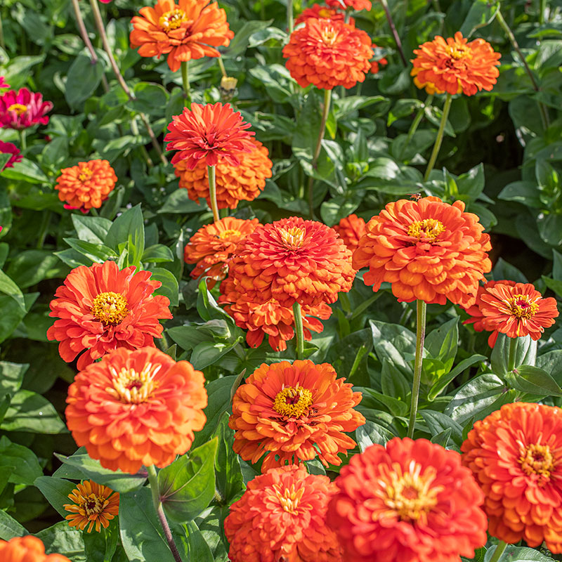 Zinnia 'Orange King'