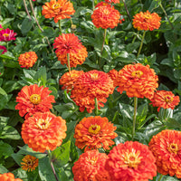 
    



Zinnia 'Orange King'
