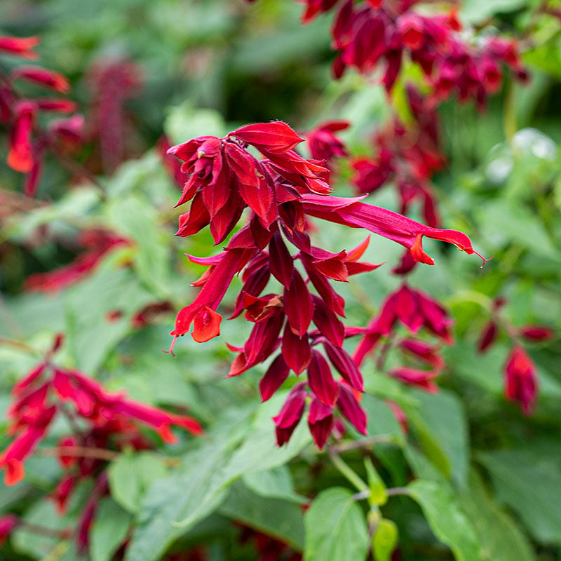 Salvia 'Van Houttei' - S1