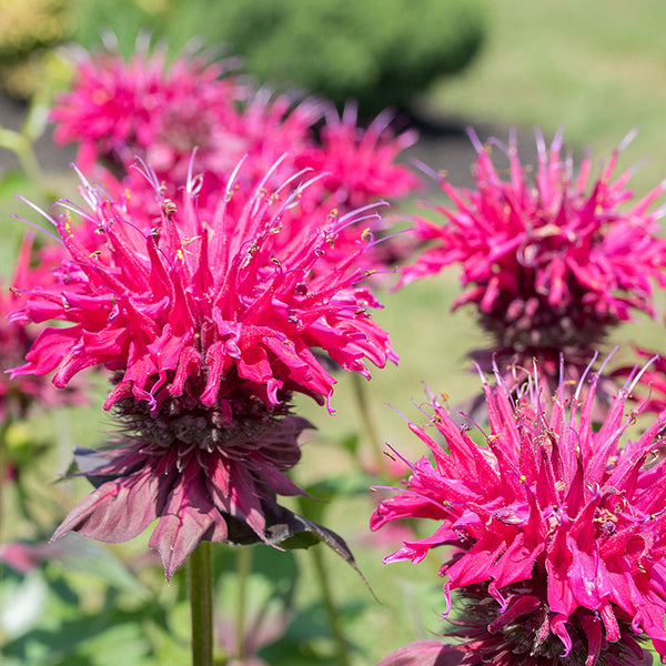 Bee Balm 'Judith's Fancy Fuchsia' plants - Monarda hybrida