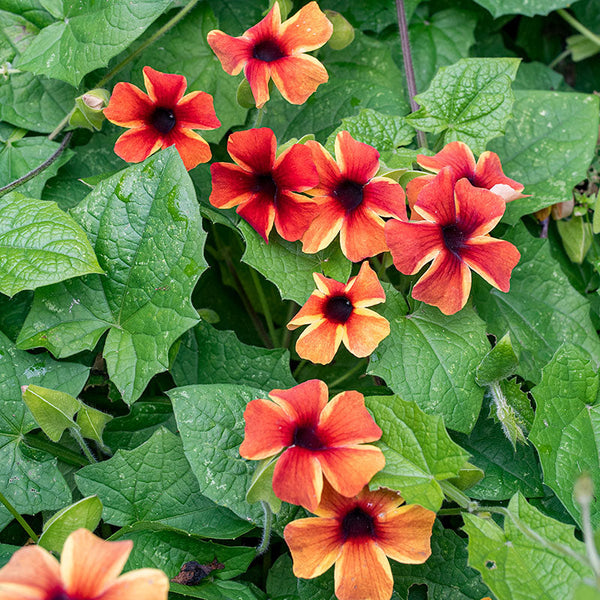 black eyed susan plant Black-eyed Susan Vine 'Sunny Susy Amber Stripes' plants