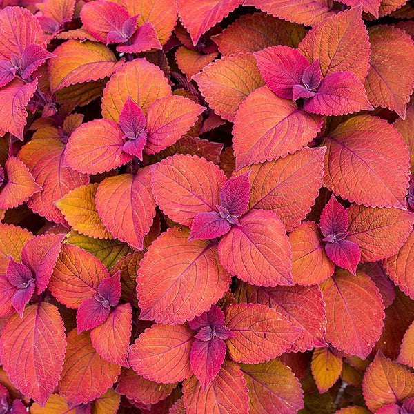 lavender coleus plant Coleus 'Campfire' plants