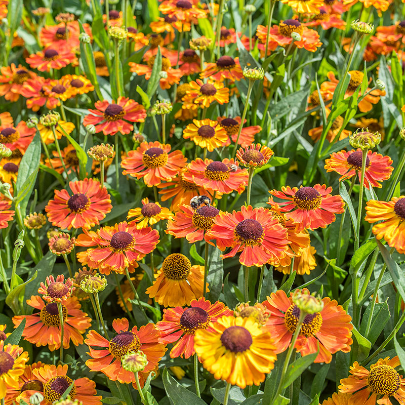 Helenium 'Mardi Gras' - S1