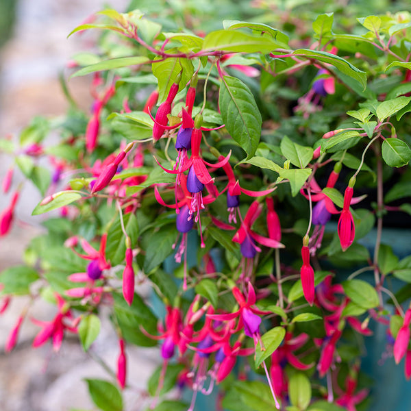 Fuchsia 'Genii' plants