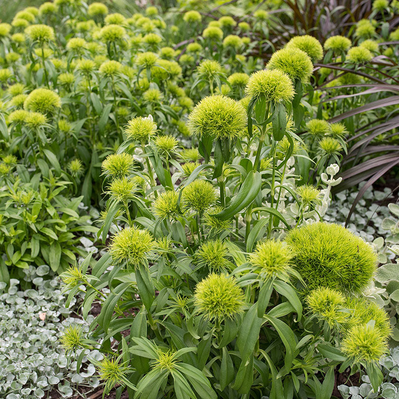 Sweet William 'Green Ball' - S3