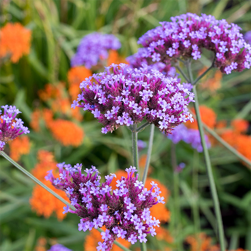 Verbena 'Lollipop' plants