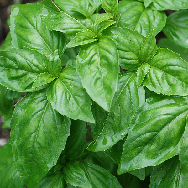 
    



Basil 'Large Leaf' Organic
