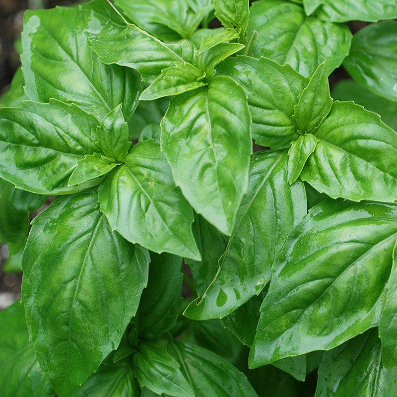 
  



Basil 'Large Leaf' Organic
