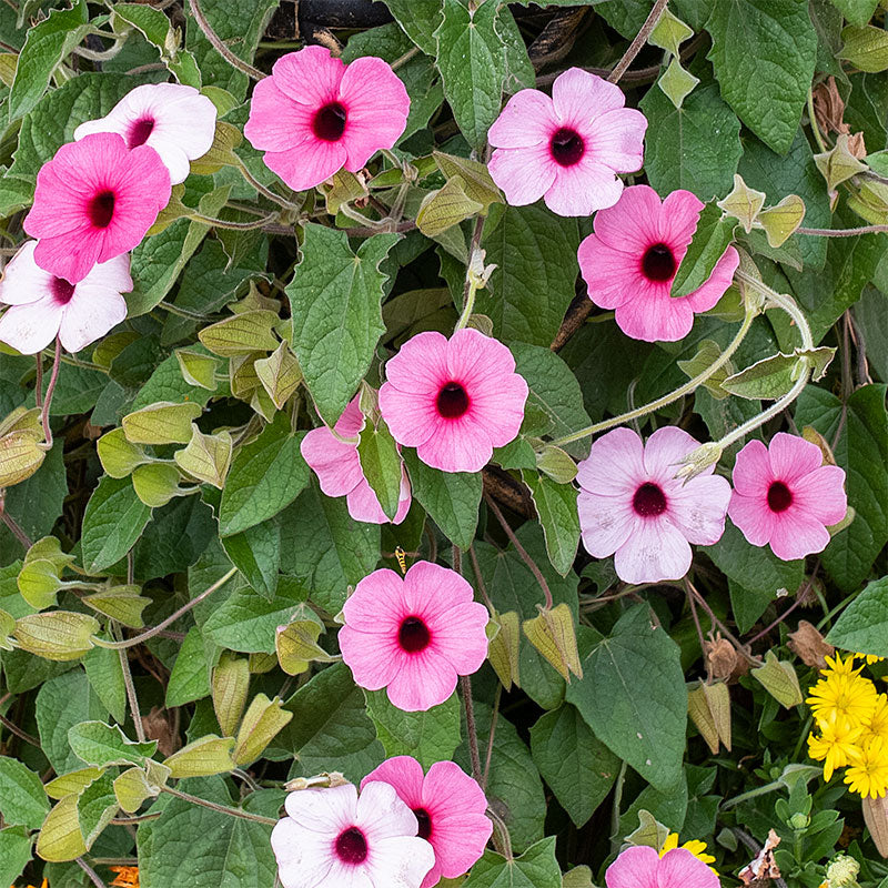 thunbergia rose sensation seeds Black-eyed Susan Vine 'Sunny Susy Rose Sensation' plants