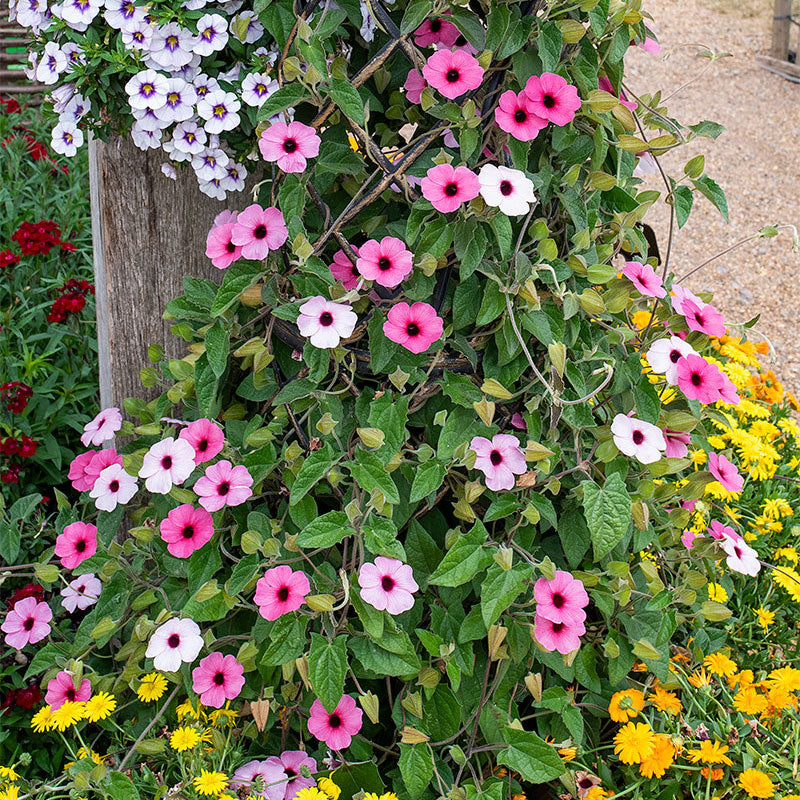 black eyed susan hanging plant Black-eyed Susan Vine 'Sunny Susy Rose Sensation' plants