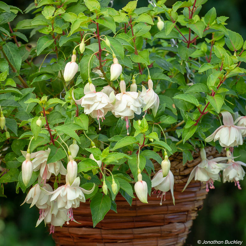 Fuchsia 'Annabel' - S1