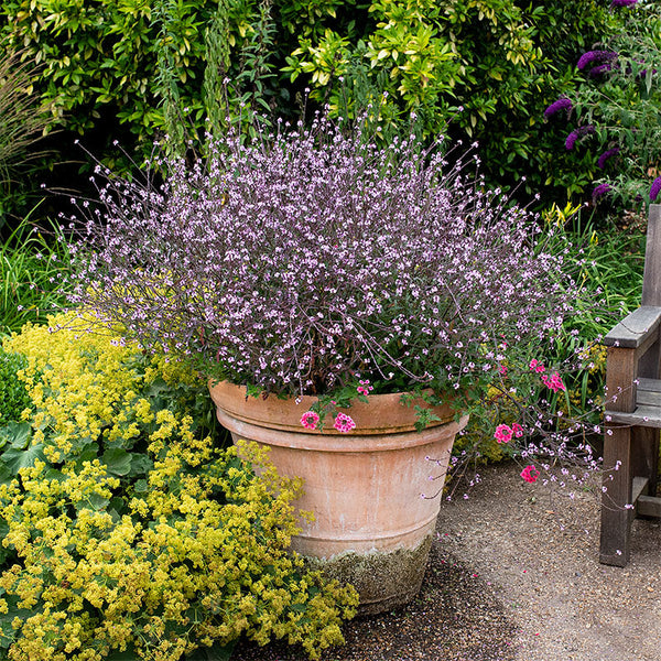 verbena pot plant Verbena 'Bampton' plants