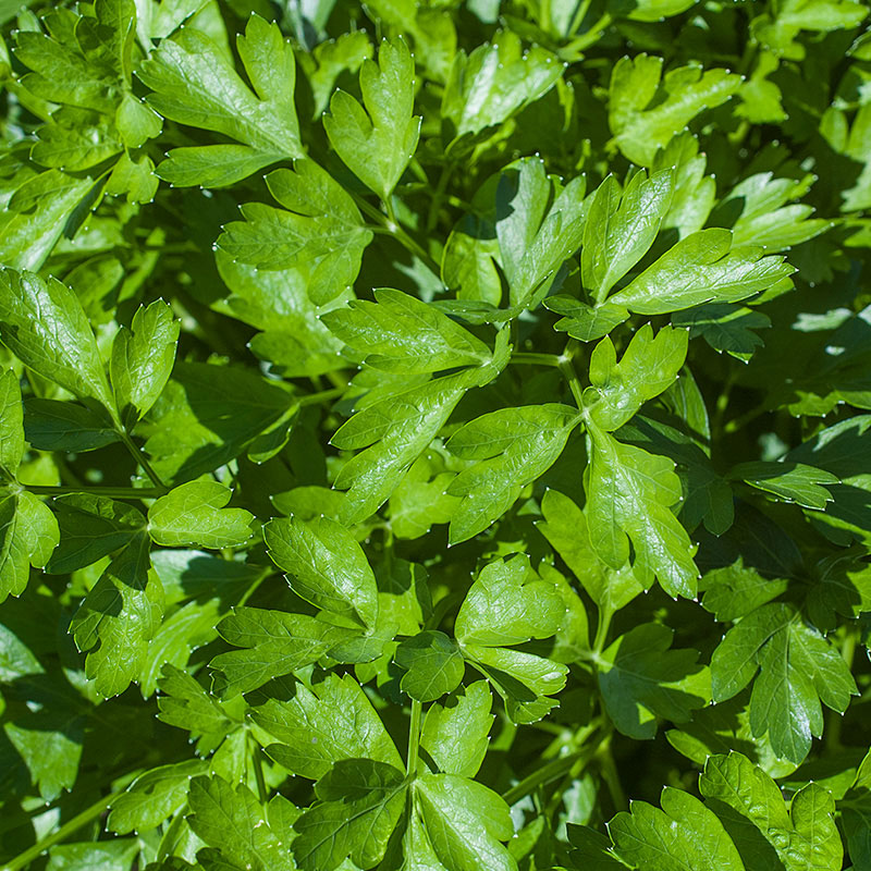 Flat leaf parsley plant (flat leaf, leaf parsley) Flat leaf parsley plant