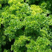 
    



Parsley 'Moss Curled 2' Organic
