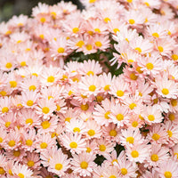 
    



Chrysanthemum 'Peaches and Cream' 
