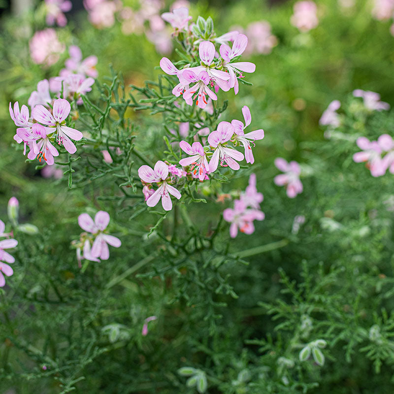 Geranium 'Select Northern Pine' - S1