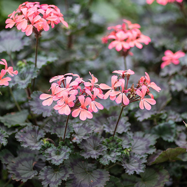 geraniums seeds for sale Geranium 'Grossersorten' plants