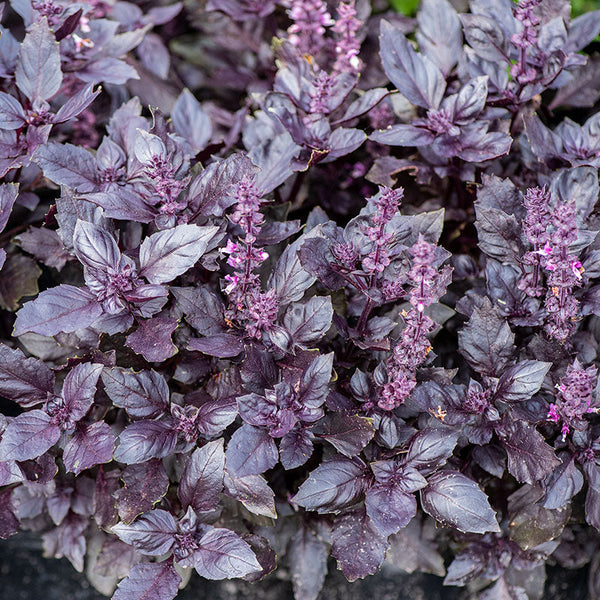 Basil 'Dark Opal' Organic