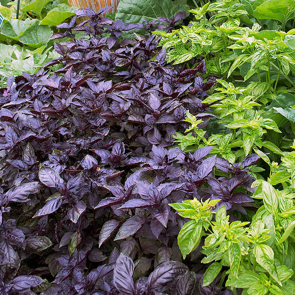 Basil 'Dark Opal' Organic