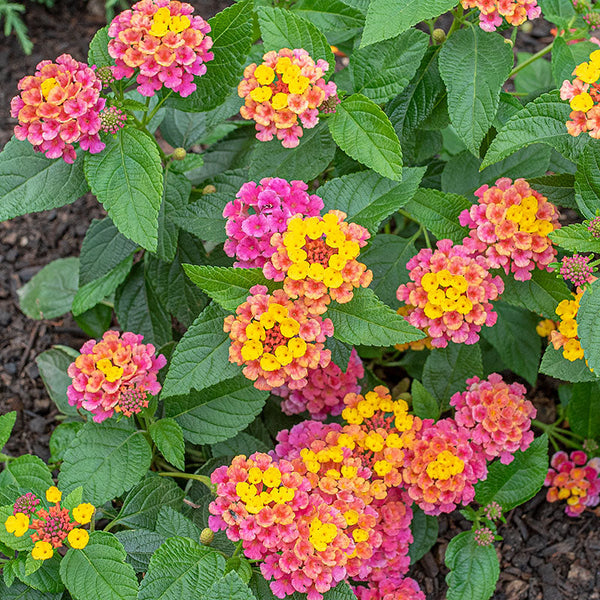 Lantana 'Bandana Cherry Sunrise' - S1