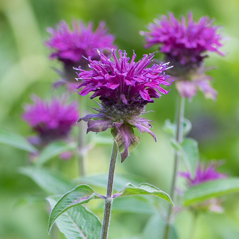 
  



Bee Balm 'Purple Rooster' 
