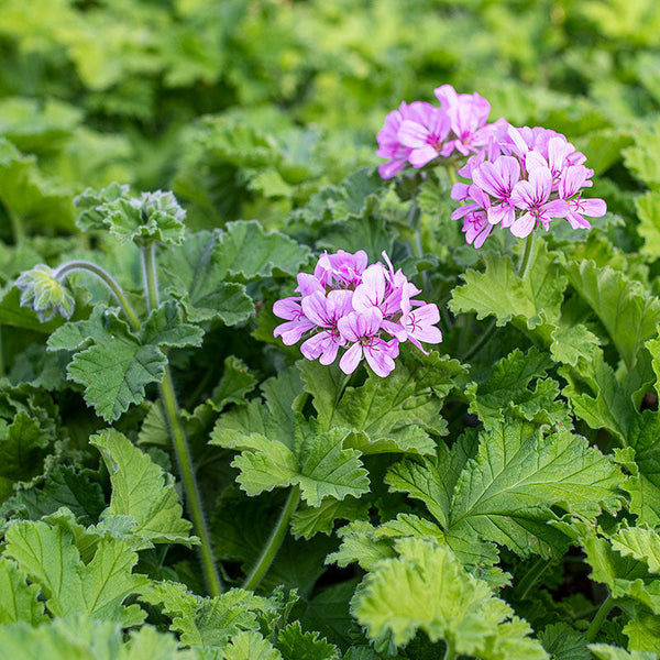 Geranium 'Attar of Roses' - S1