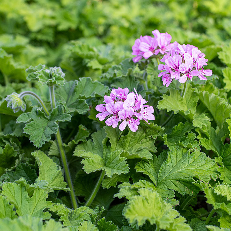 buy scented geranium seeds Scented Geranium 'Attar of Roses' plants