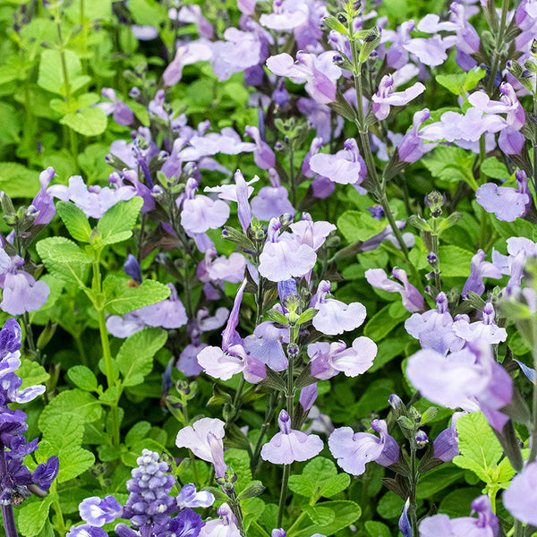 
    



Salvia 'So Cool Pale Blue' 
