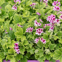 
    



Geranium 'Orange Fizz' 
