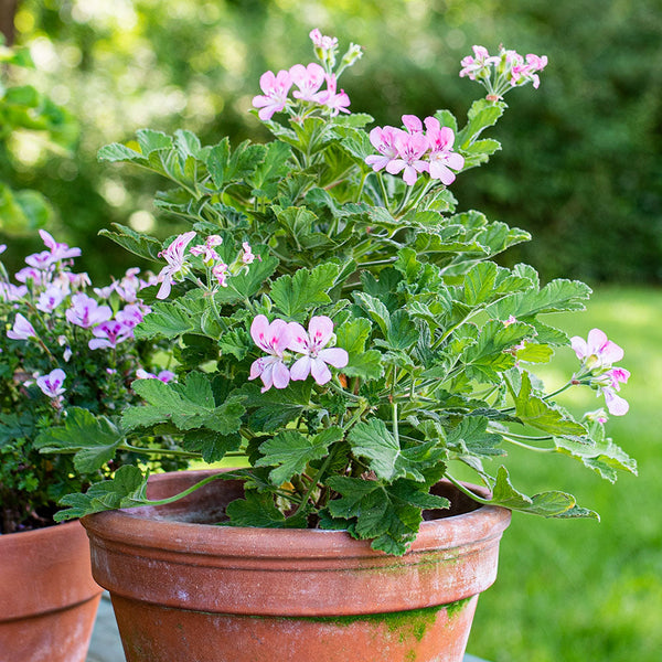 Geranium Plants