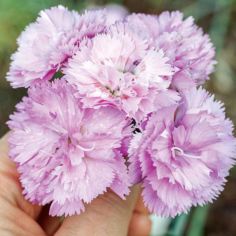 Pink 'Rose de Mai' - S1