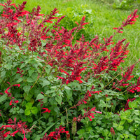 
    



Salvia 'Roman Red' 
