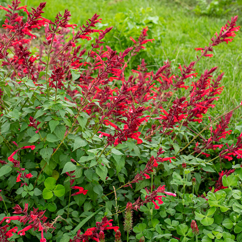 Salvia 'Roman Red' - S1