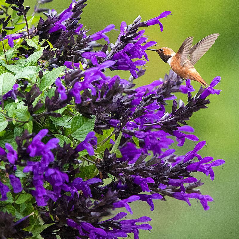 Salvia BODACIOUS® Hummingbird Falls - S1