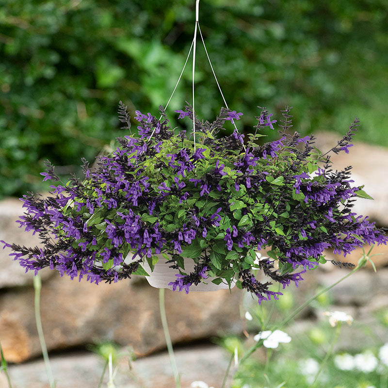 Salvia BODACIOUS® Hummingbird Falls 'Purple' plants