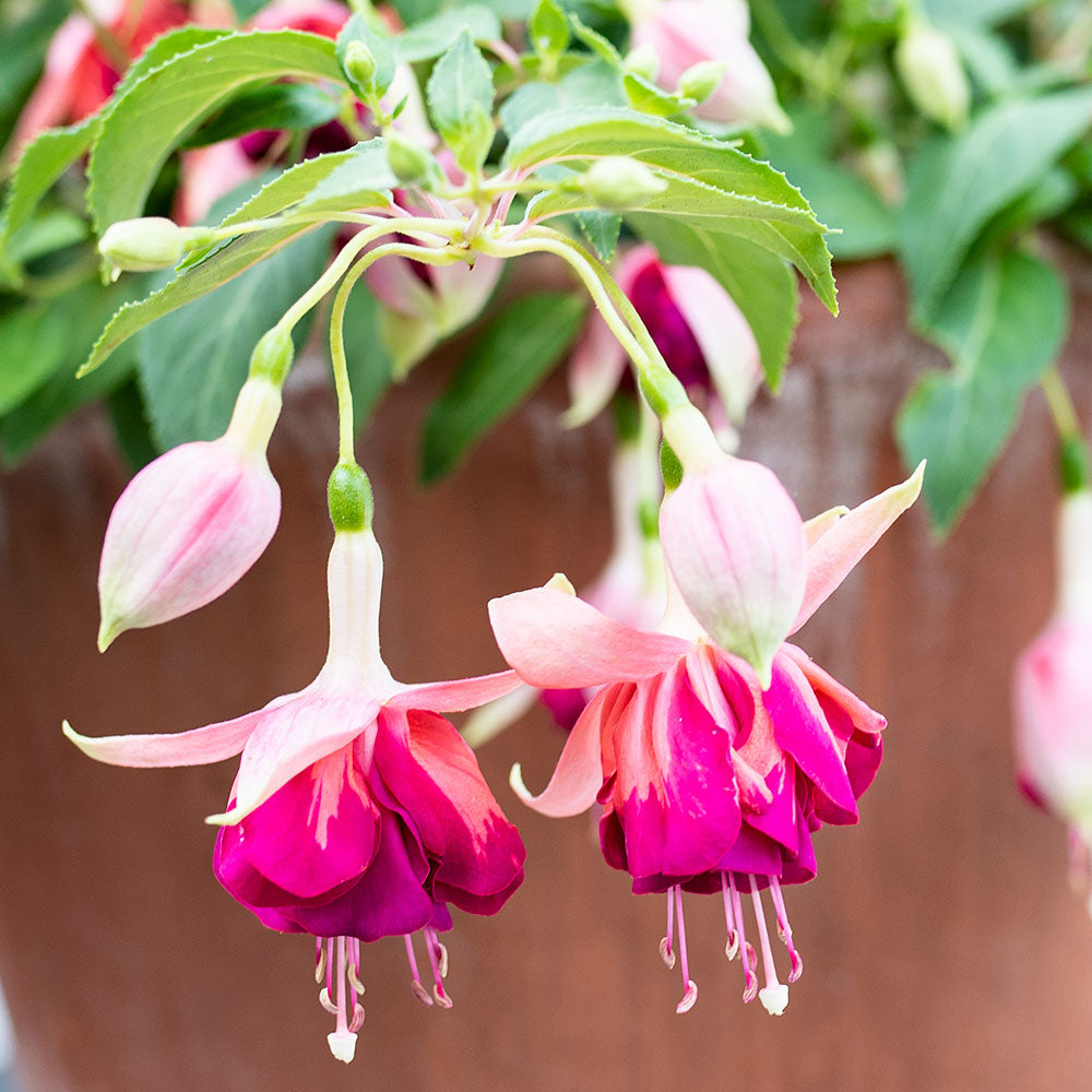 Fuchsia 'Giant Orange King' plants