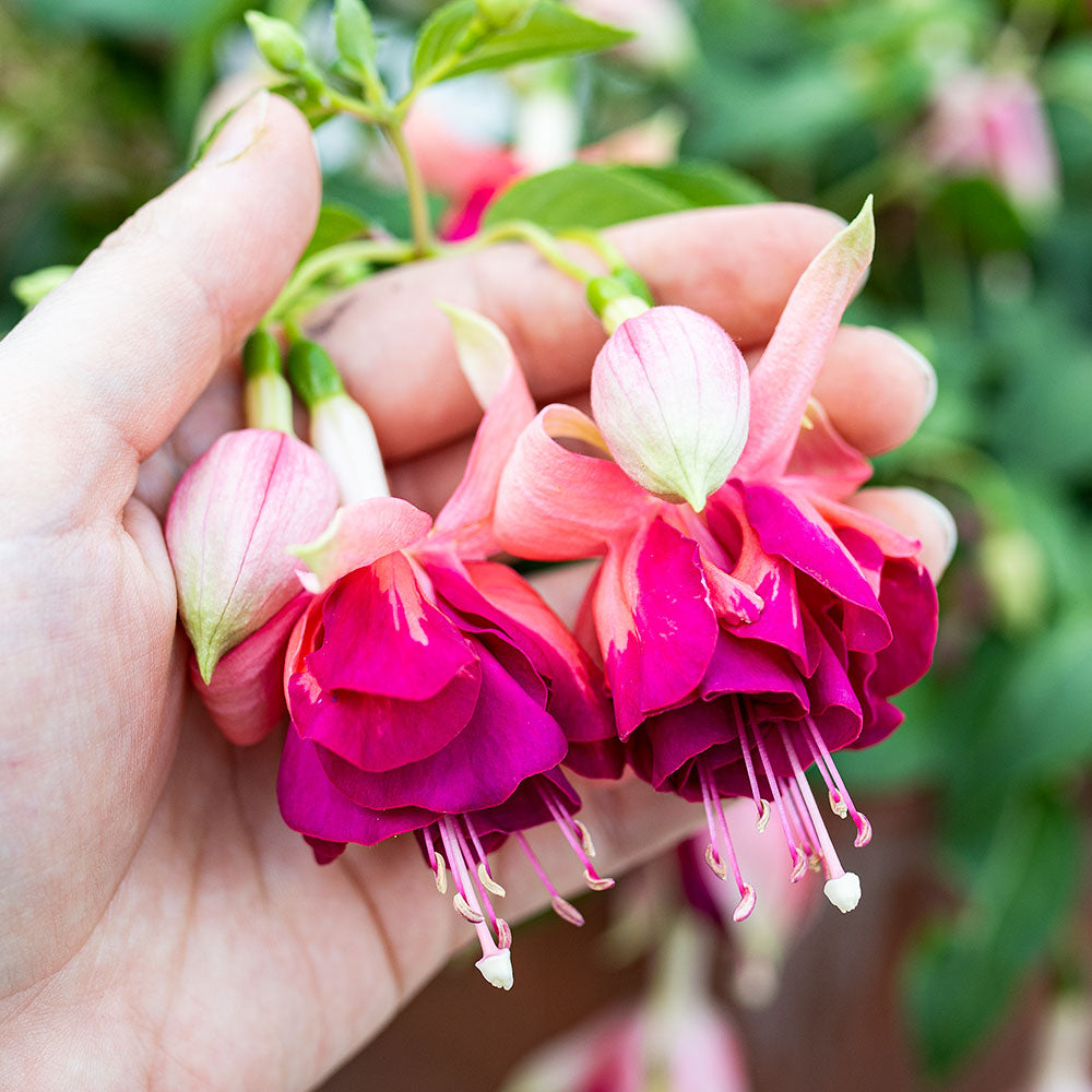 Fuchsia 'Giant Orange King' - S1