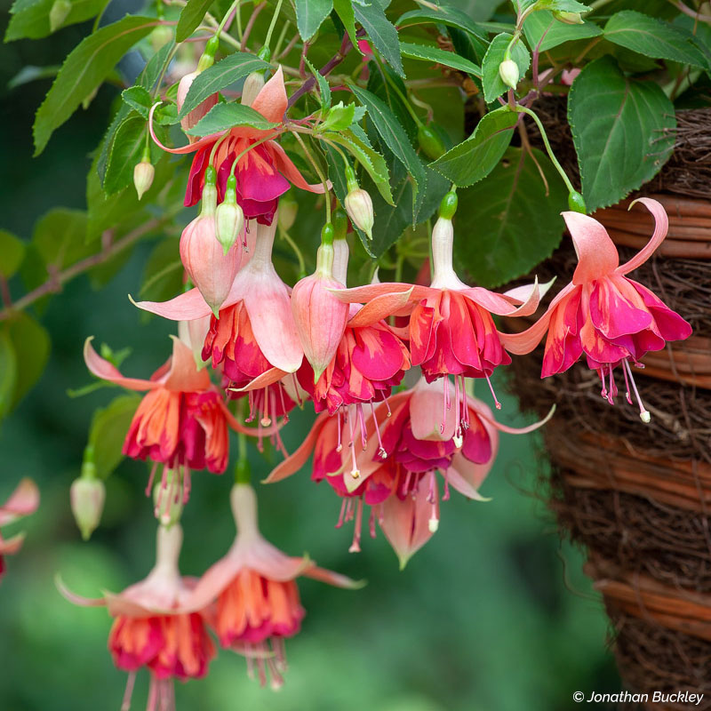 Fuchsia 'Giant Orange King' - S1