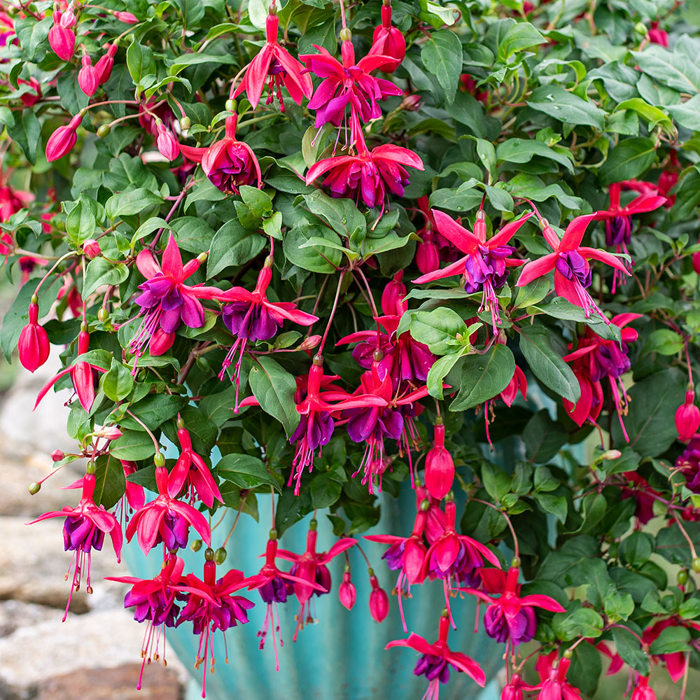 planting fuchsia in pots Fuchsia 'Red Shadows' plants