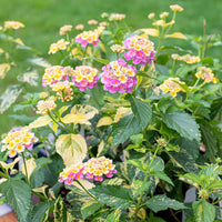 
    



Lantana 'Greg Grant' 
