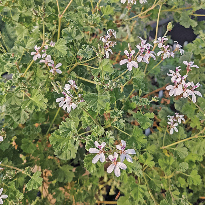 Geranium 'Ardwick Cinnamon' - S1